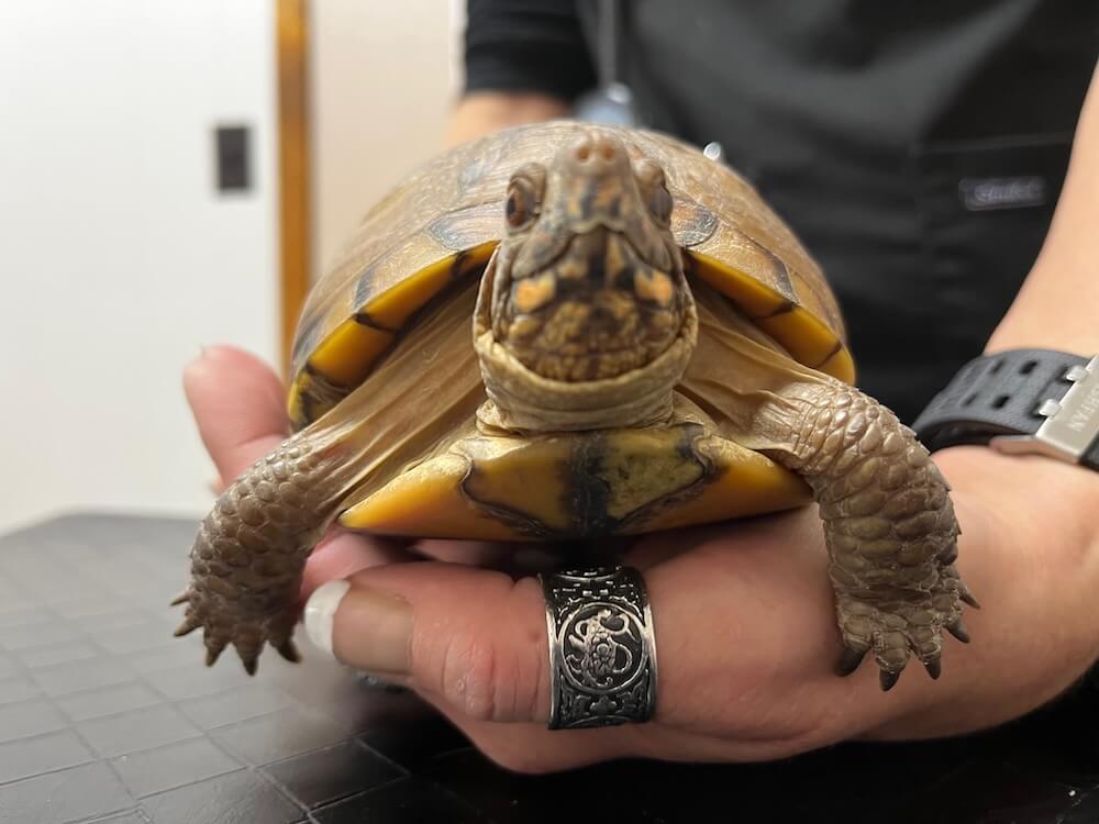 mason road veterinary clinic slider exotics