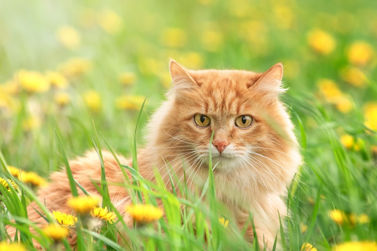 mason road veterinary clinic slider cat