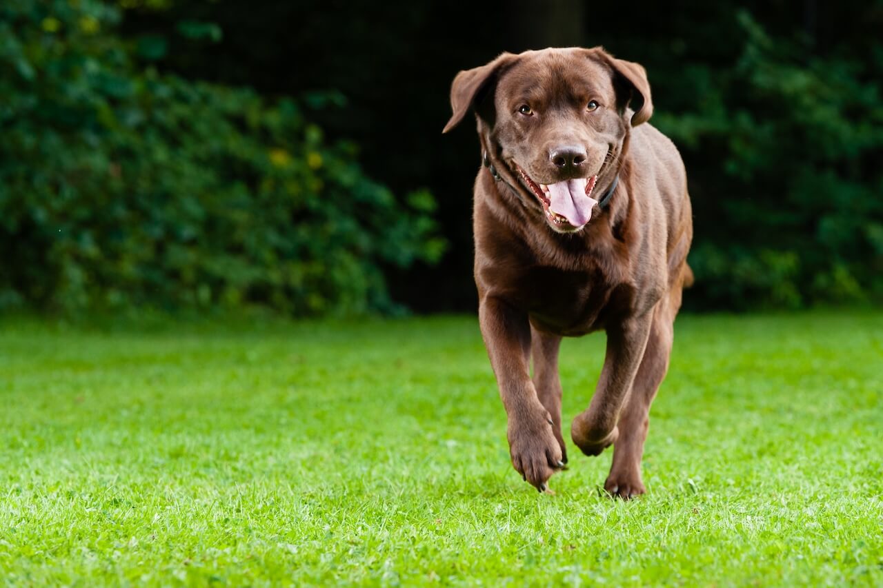 mason road veterinary clinic slider dog