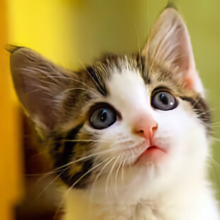 Cat Services in Katy
