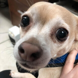 Dog Services in Katy