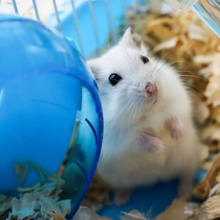 Exotic Pet Services in Katy