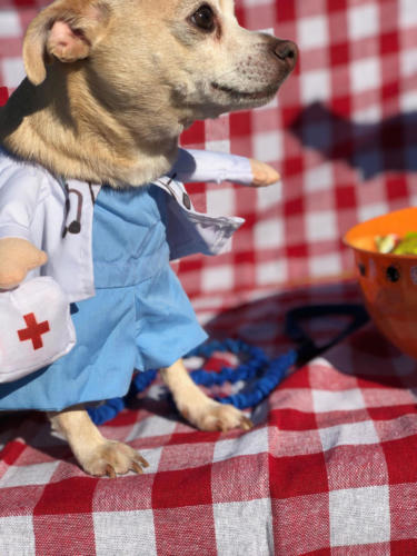 Mason Road Veterinary Clinic Halloween